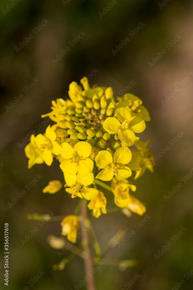 Turnip Flowers (Brassica Rapa) in April Turnip Flowers (Brassica Rapa) in April