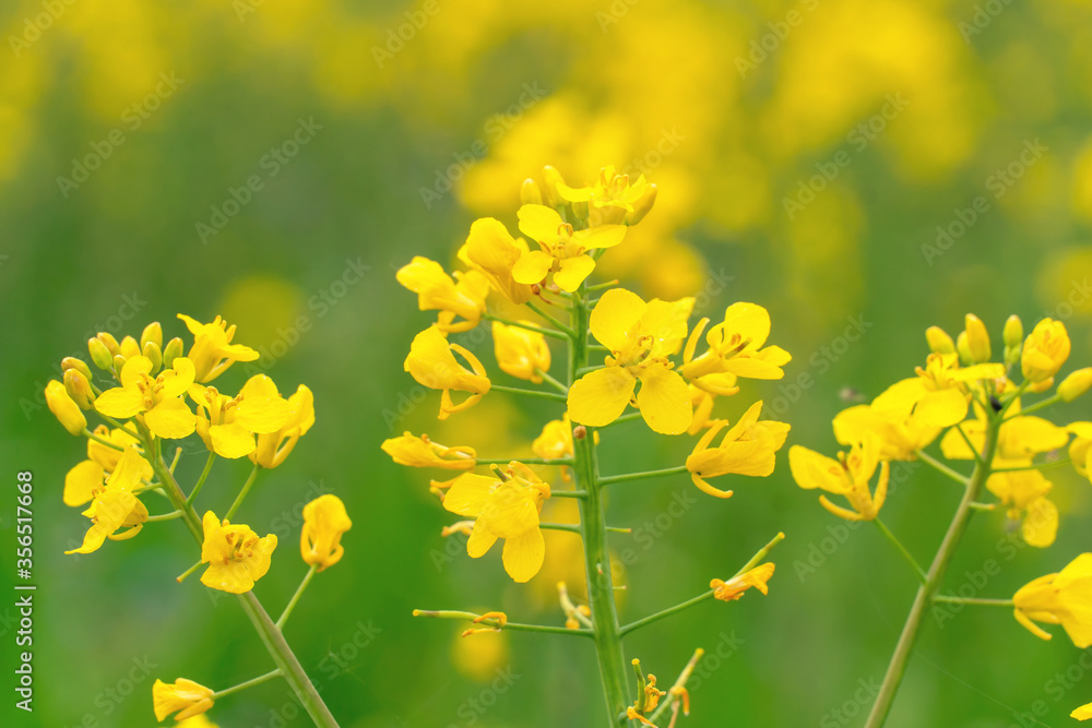 Close up of rapeseed or rapeseed flowers used for alternative energy against a blurry green background Close up of rapeseed or rapeseed flowers used for alternative energy against a blurry green background