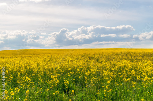 beautiful field of bright yellow rapeseed on a Sunny summer day with gray clouds.
