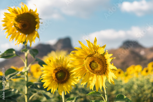 Picturesque landscape of yellow beautiful sunflower and green grass growing on hill in sunflowers field against cloudy blue sky on summer warm day