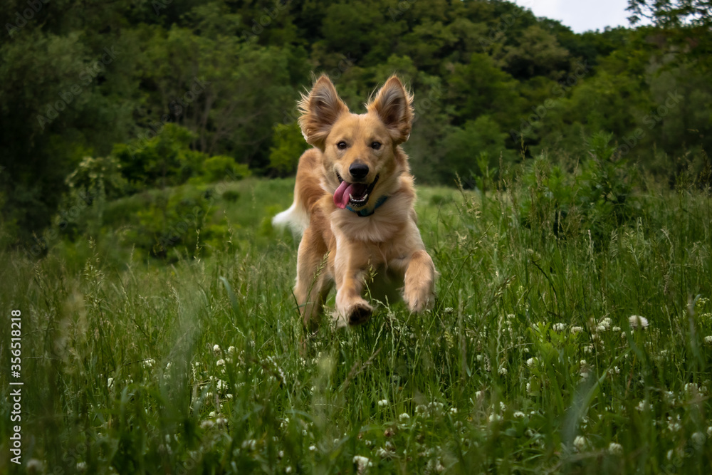 happy cute puppy dog with tongue out running and playing on the grass on the summer field happy cute puppy dog with tongue out running and playing on the grass on the summer field