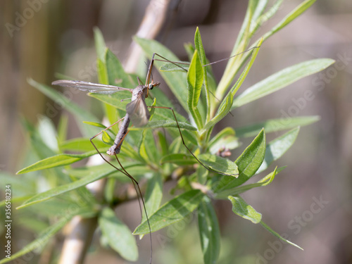 A Crane Fly (Tipula) resting on leaves