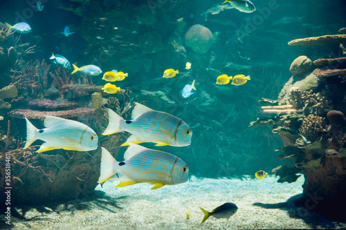 Colorful tropical fishes in aquarium  undersea life 