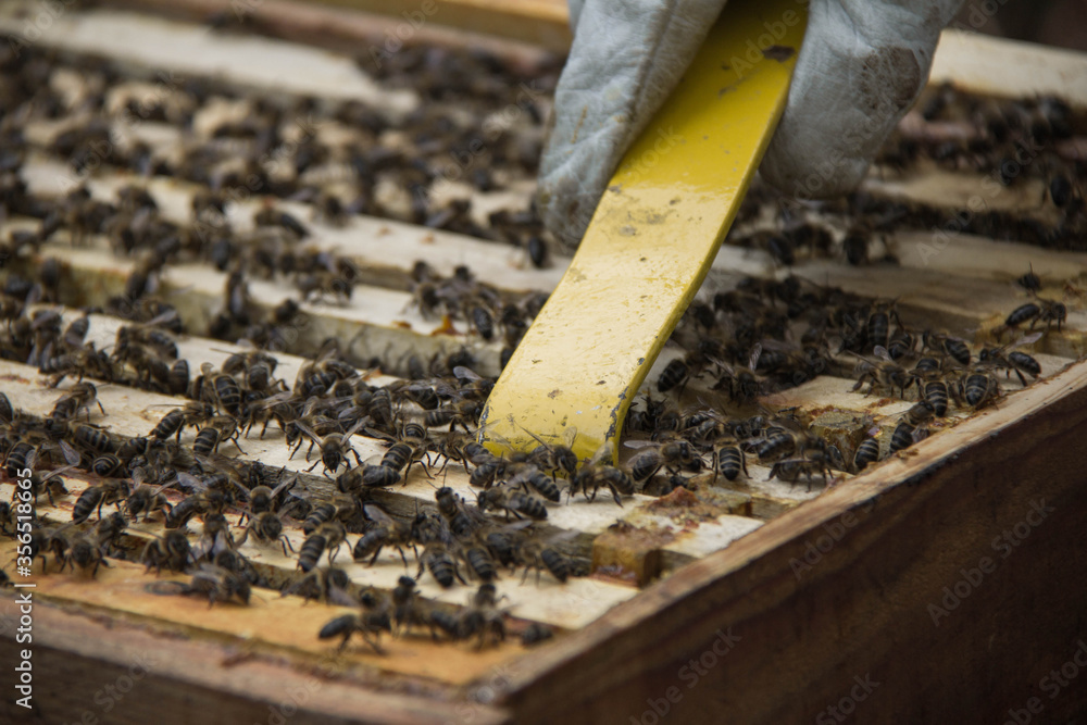Beekeeper taking frame of honeycombs with bees Beekeeper taking frame of honeycombs with bees