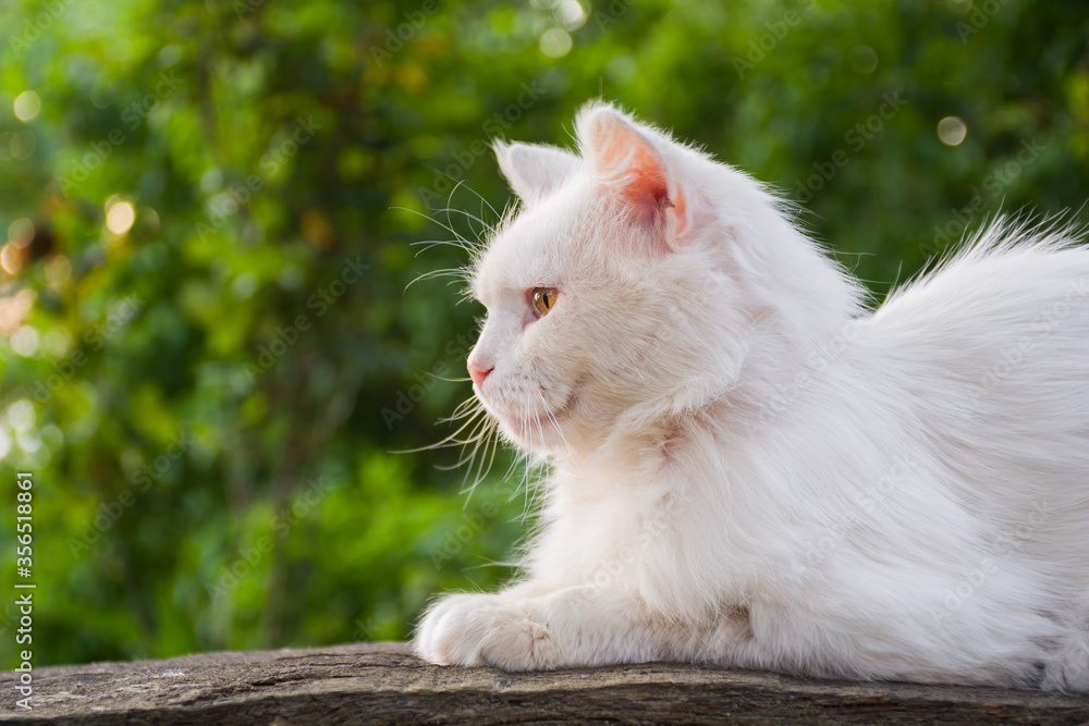 Obraz premium White cat sitting on a wooden bench