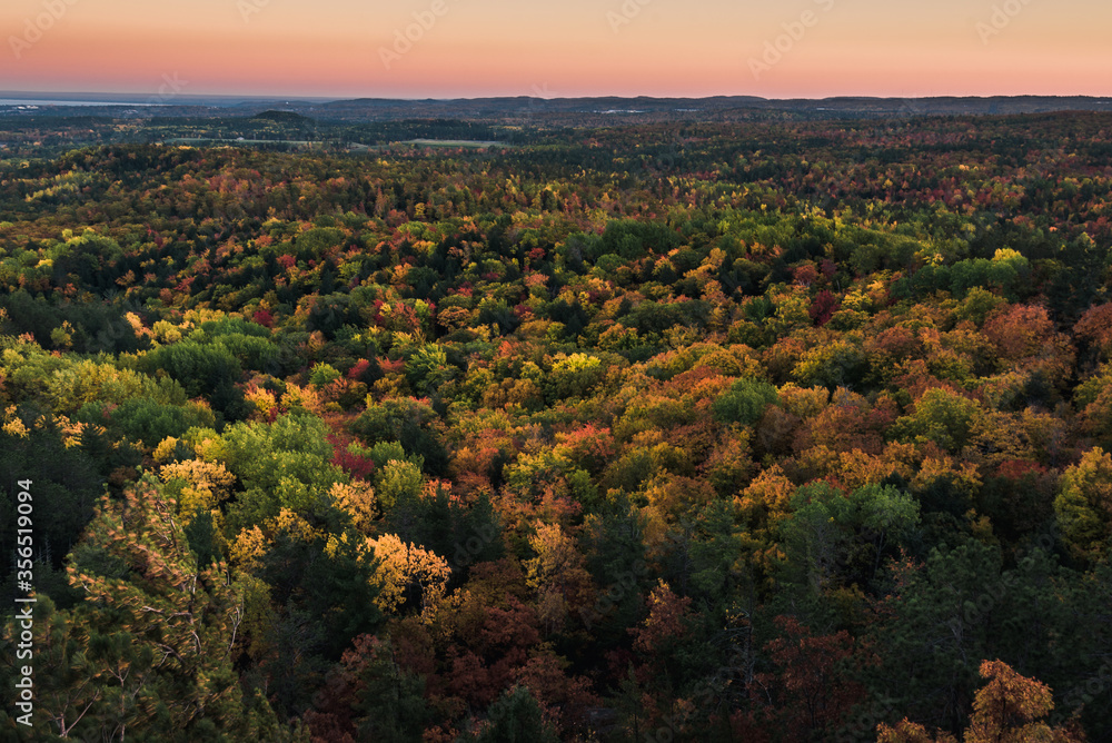 Autumn in the forest of Midwest USA