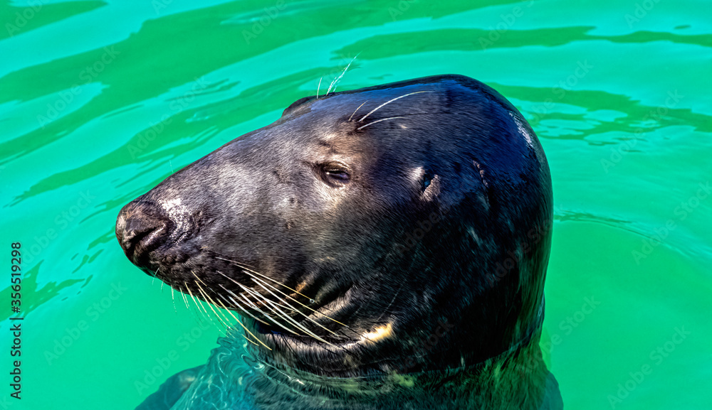 Fototapeta premium Antarctic fur seal (Arctocephalus gazella) - Hel, Pomerania, Poland