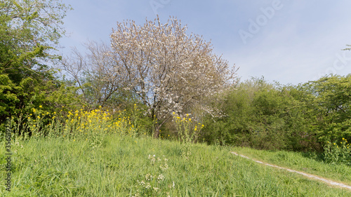 Gaasperplas park in Amsterdam in April photo