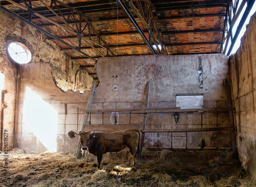 Lonely brown cow standing in weathered stone barn with destroyed walls and old hay