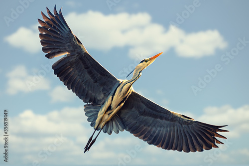 Fotografie, Tablou Grey heron passing by on a blue sky during early summer