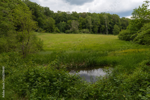 Small pond in the Silberbachtal nature reserve near Glashuetten-Schlossborn, Hesse, Germany