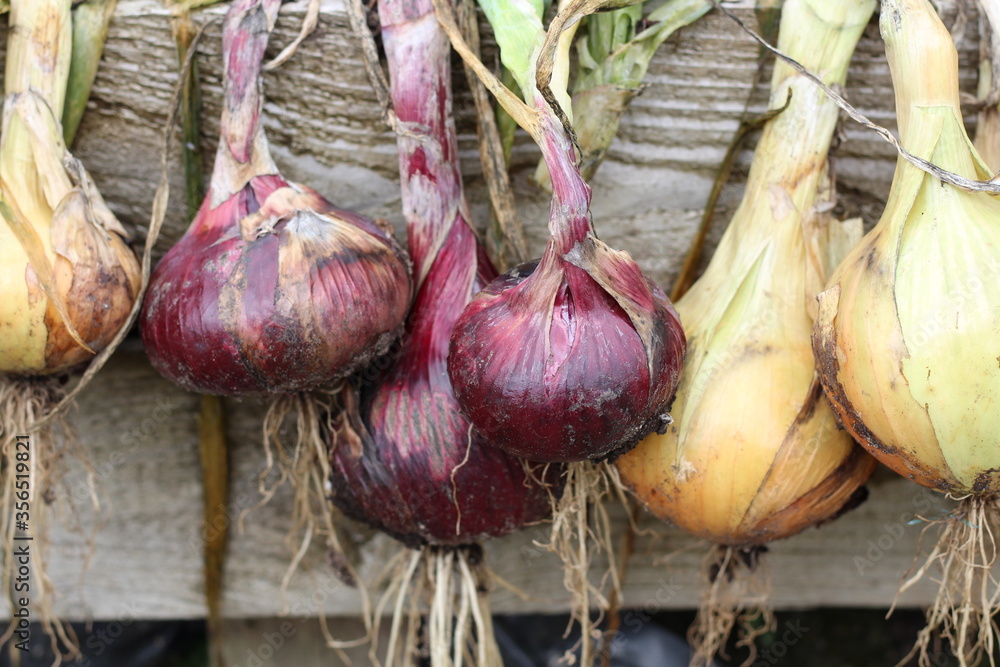 Close up of feshly dug onions