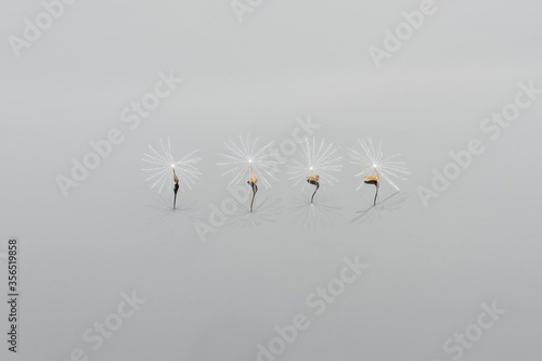 Closeup of lightweight pappus of dandelion placed in row on white background