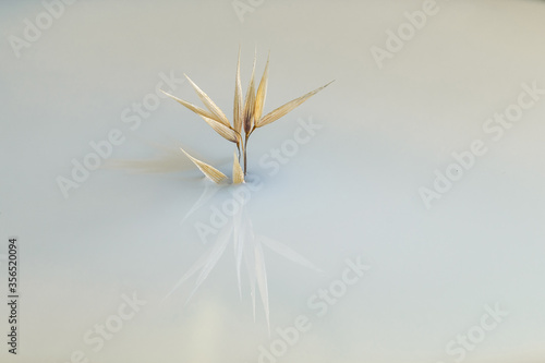 Minimalistic dry oat plant in milky liquid reflecting on mirror surface