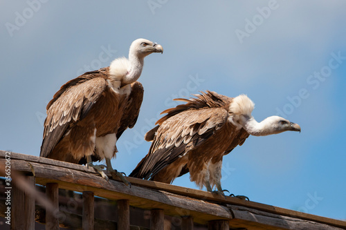 European griffon vultures (Gyps fulvus fulvus)
