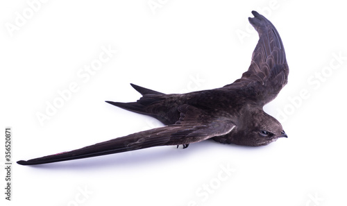 Young Common Swift bird isolated on white background.