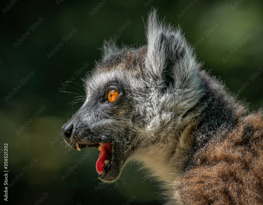 Fototapeta premium Rufender Katta