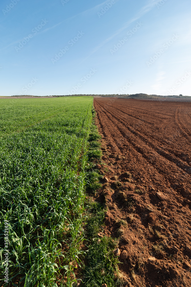 Rural landscape with agricultural field half plowed and half planted under blue sky in sunny day in countryside Rural landscape with agricultural field half plowed and half planted under blue sky in sunny day in countryside