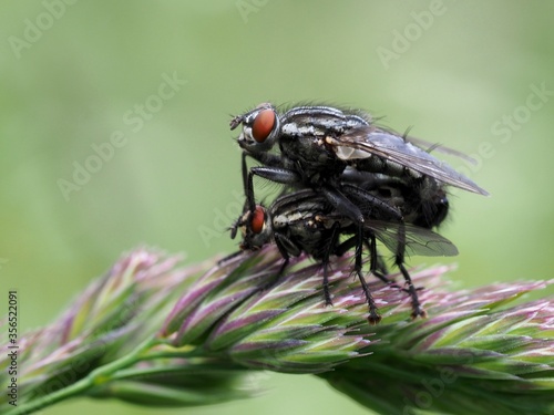 Grosse graue Fleischfliege - Paarung photo