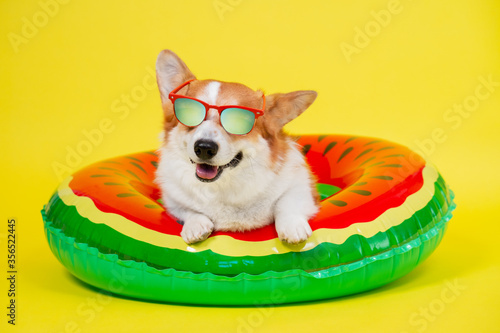 Foto Smiling welsh corgi pembroke or cardigan dog in red sunglasses with polarizing l