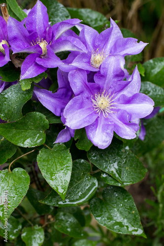 Lila Clematis