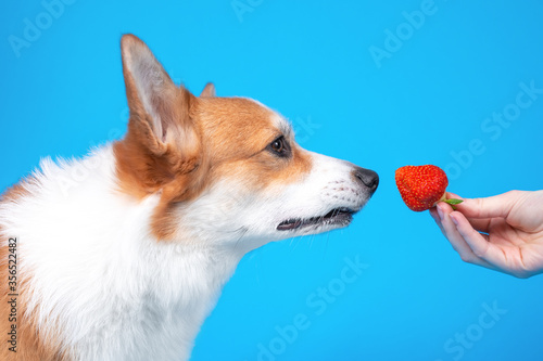 Owner gives cute welsh corgi pembroke or cardigan puppy dog to sniff a juicy ripe strawberry on blue background, copy space for advertising text photo