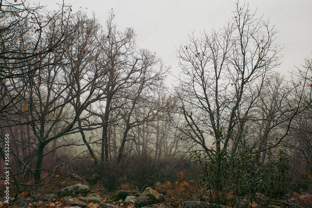 bosque de robles otoño árbol niebla bosque de robles otoño árbol niebla