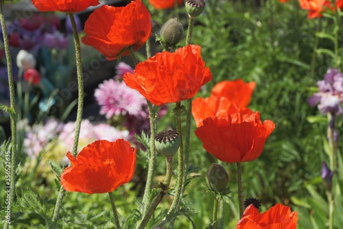 red blooming poppies flowers in green vegetation in nature