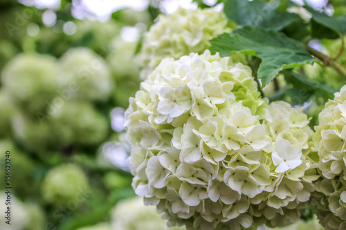 Blooming white viburnum buldenege closeup photo