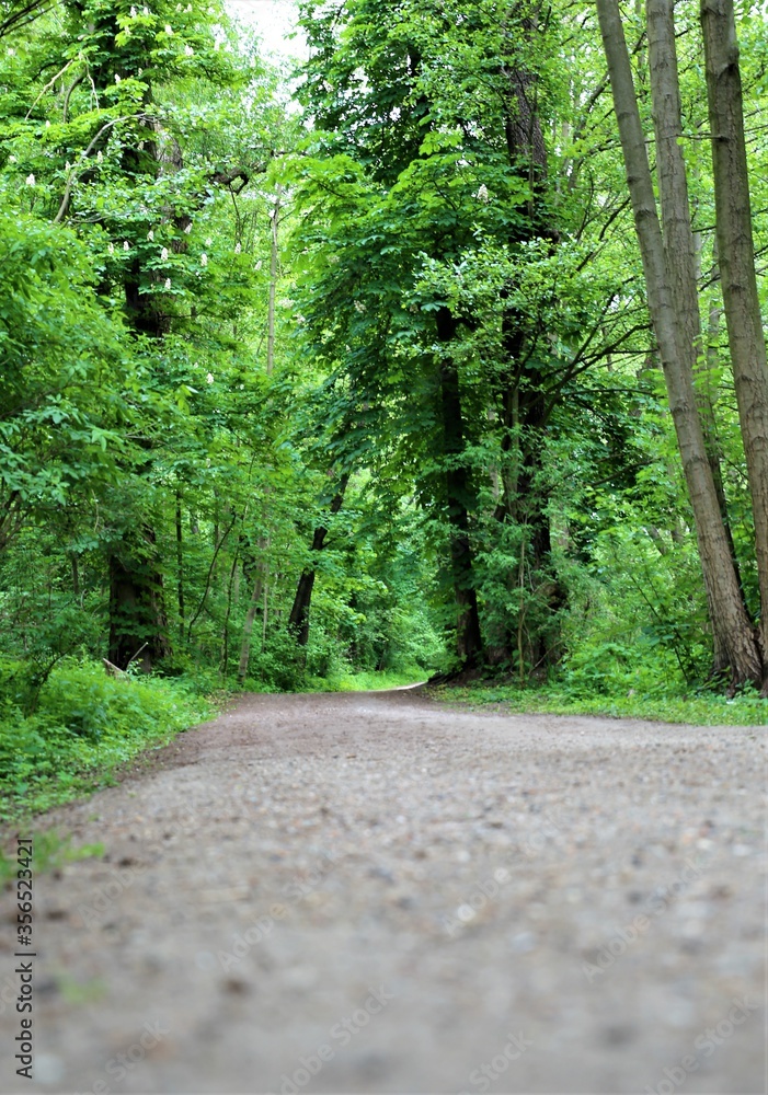 Fototapeta premium leśna droga, ścieżka, path, forest