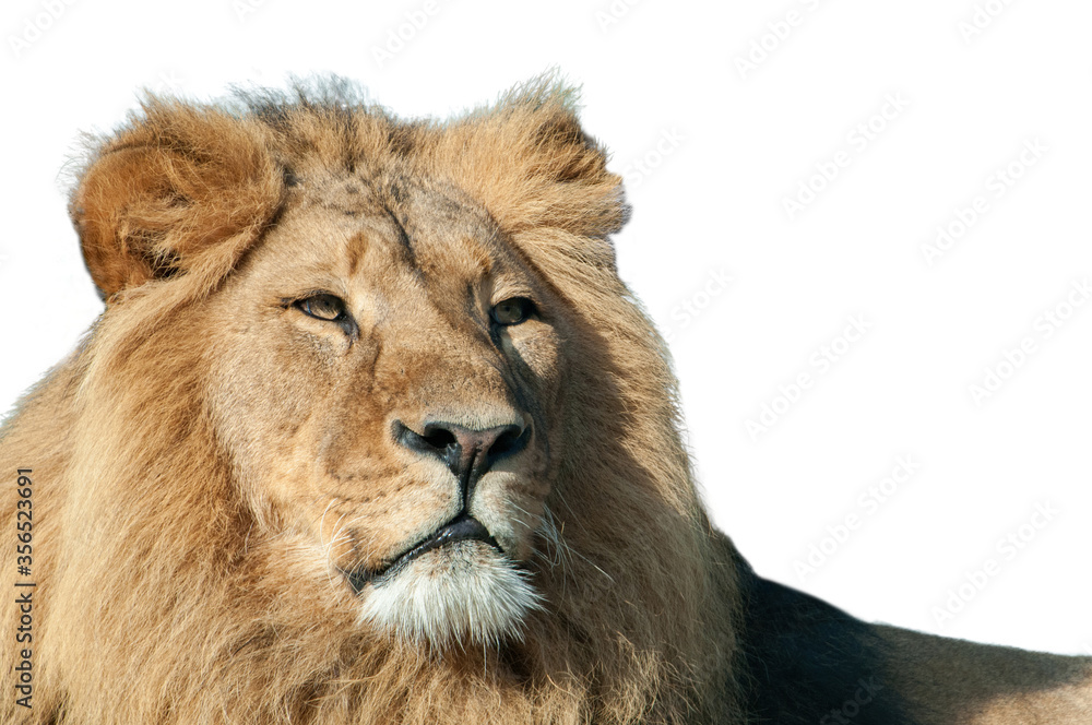 Portrait of proud lion isolated on white background