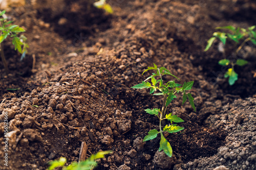 Green sprouts of growing tomatoes in garden photo