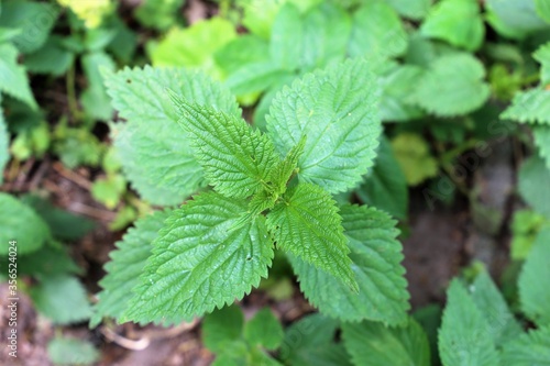 Wallpaper Mural pokrzywa, nettle, rośliny, chwasty Torontodigital.ca