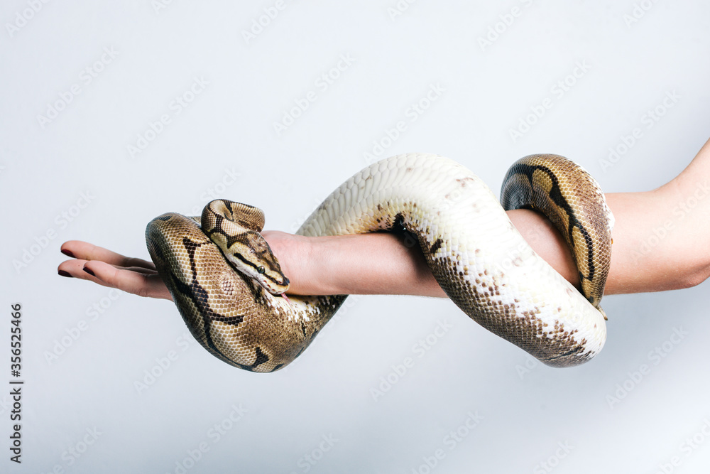Side view of crop anonymous female with python snake wrapped around arm ...