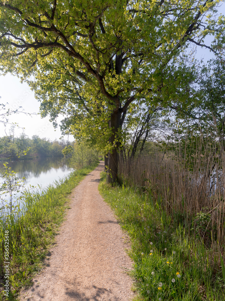 Fototapeta premium Nature Reserve The Ankeveense Plassen in April 2020