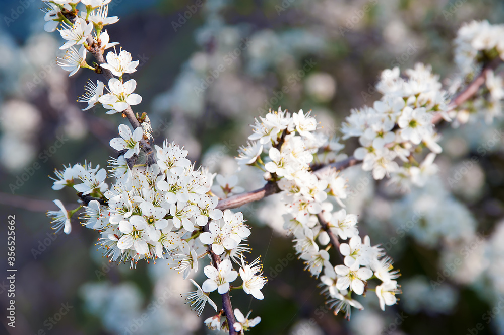 Hawthorn flowers branch in the foreground, isolated on a natural background. Hawthorn flowers branch in the foreground, isolated on a natural background.