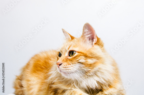 Cute fluffy tabby ginger cat looking away frighteningly isolated on white background photo