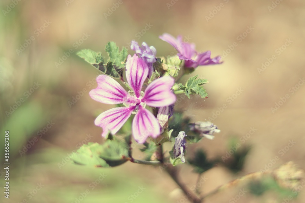 pink flowers in the garden