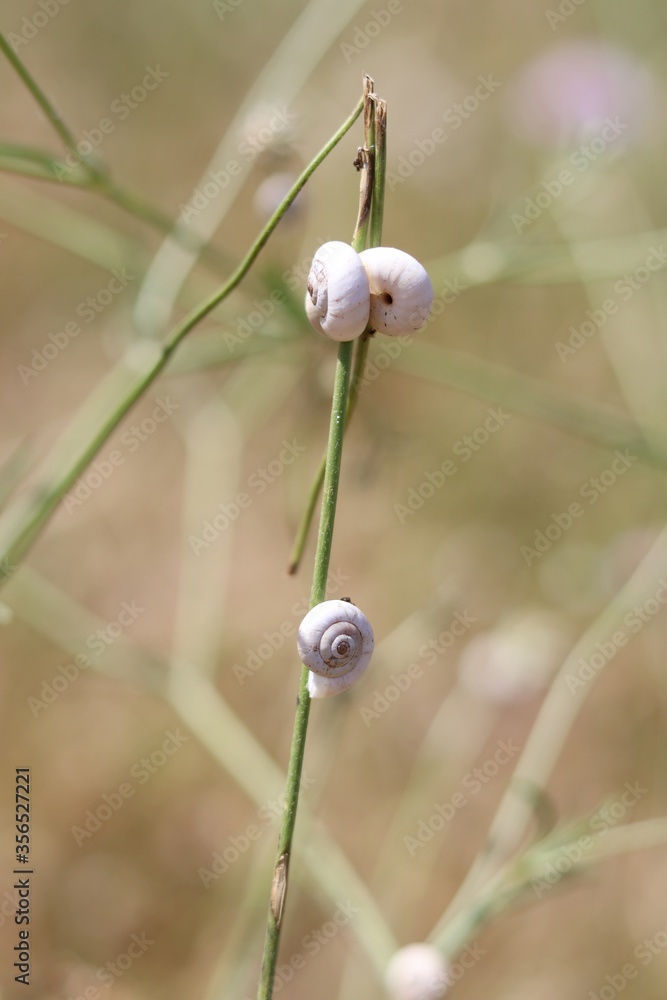 poppy seed head poppy seed head