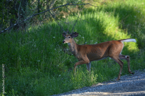 White tail deer buck walking across road