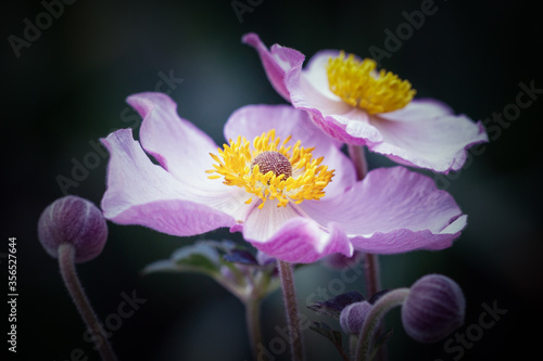 Beautiful japanese anemone