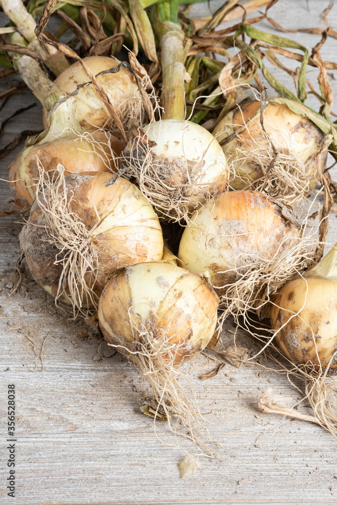 An Unearthed Harvest Of Sweet Onions An Unearthed Harvest Of Sweet Onions