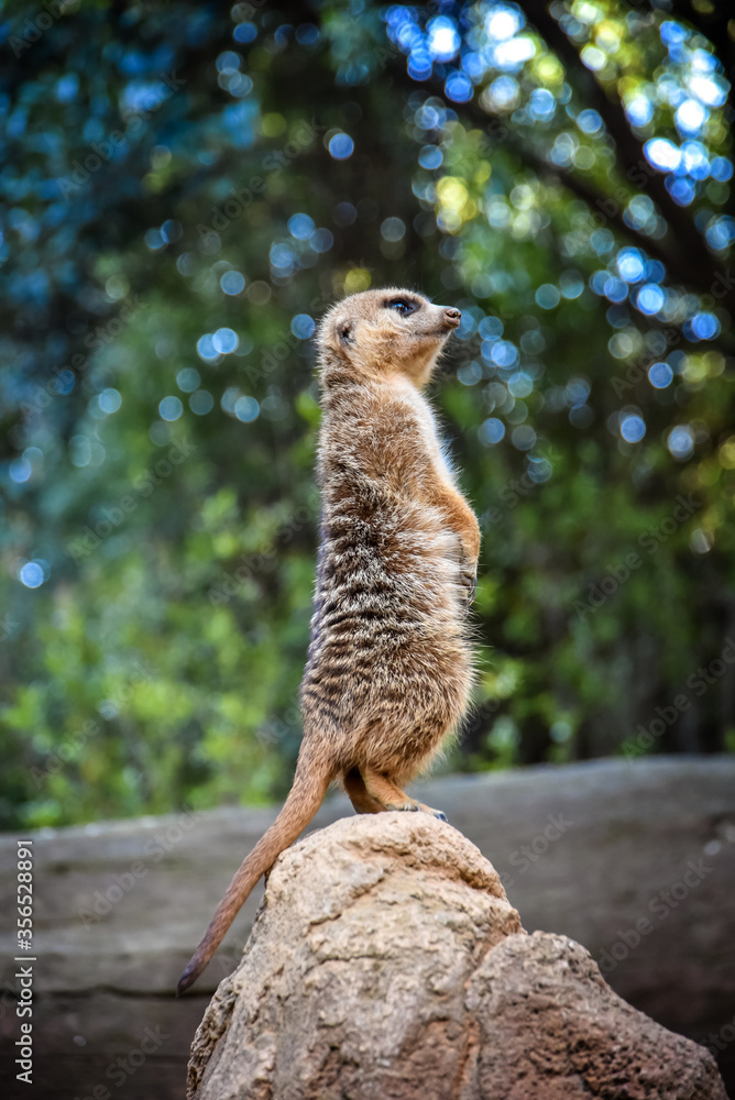 Fototapeta premium Small meerkat standing on the end of a rock