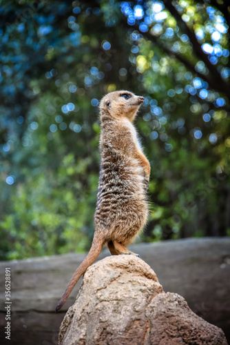 Small meerkat standing on the end of a rock © flariv