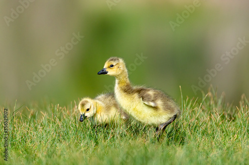 Two Canadian geese goslings   © Michael