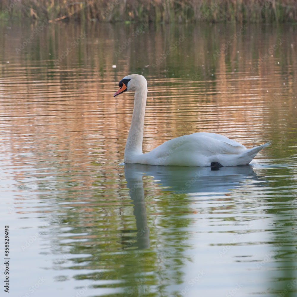 beautiful swan