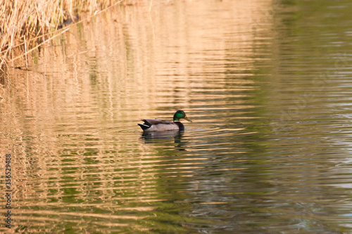 Obraz na płótnie Duck swimming in the beautiful pond w salonie