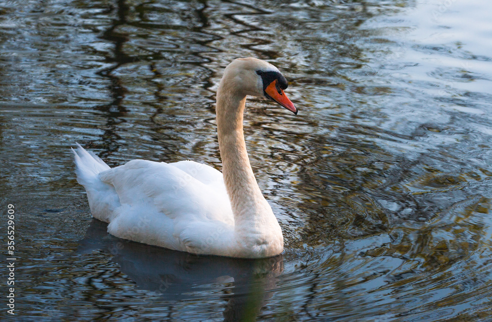 beautiful swan