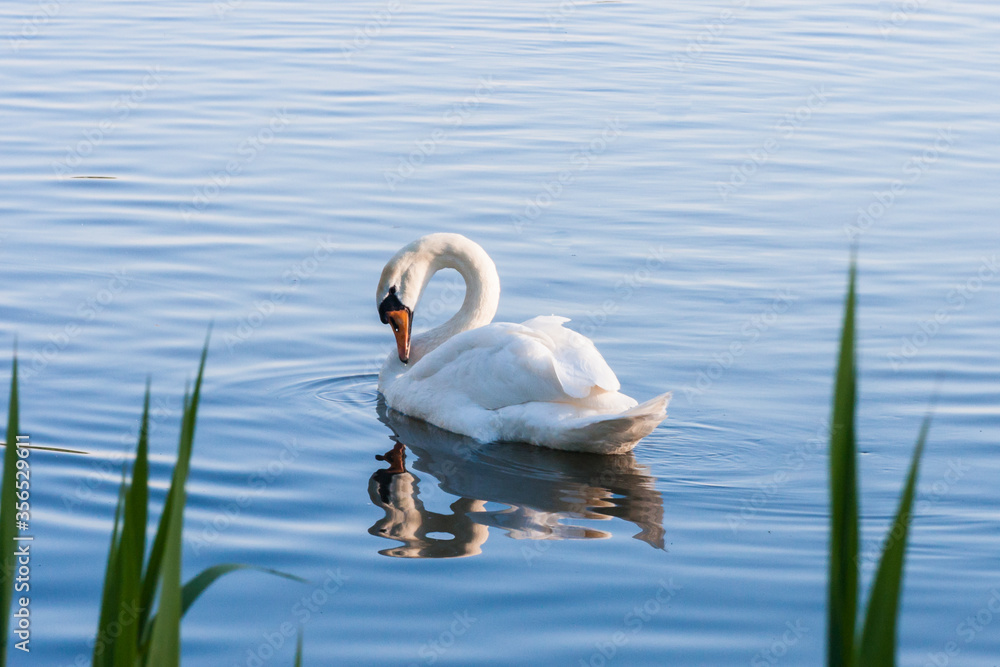 beautiful swan