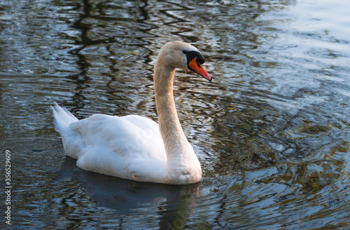 Obraz na płótnie beautiful swan w salonie